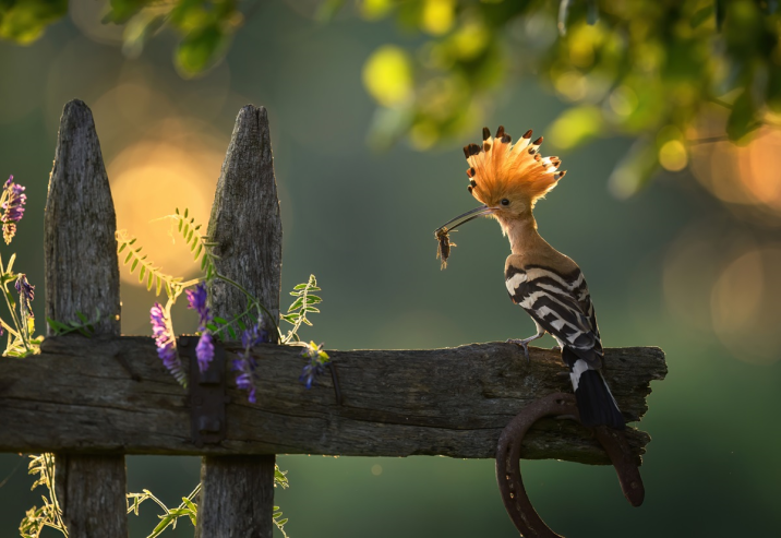 Autor zdjęcia: Piotr Krześlak